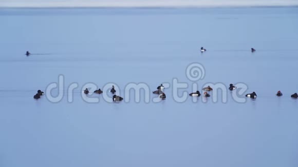 一群鸭子在冰开的第一口水上游泳视频的预览图