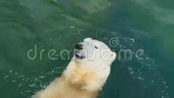 北极熊在水里游泳视频的预览图