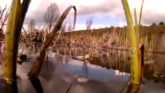 有水下景观的池塘视频的预览图