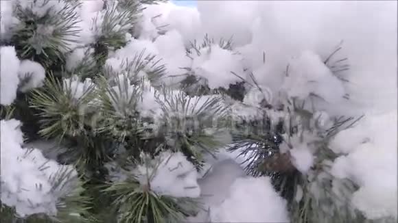 松枝上蓬松的雪层视频的预览图
