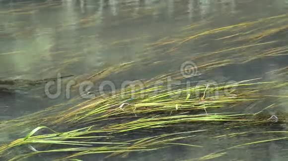 夏天有藻类和蜻蜓的河流视频的预览图