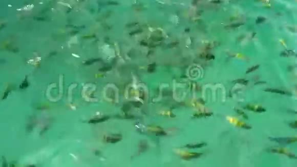 鱼类中心印度太平洋中士视频的预览图