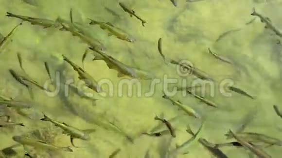 鱼漂浮在浅滩水背景中视频的预览图