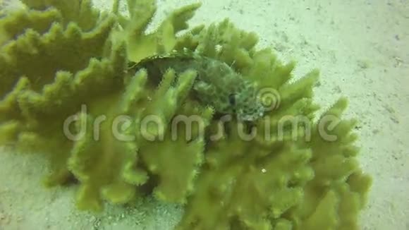 高清格式美丽的珊瑚在红海底部与好奇的鱼达西柳视频的预览图