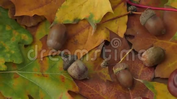 秋季背景栗子橡子和秋叶视频的预览图