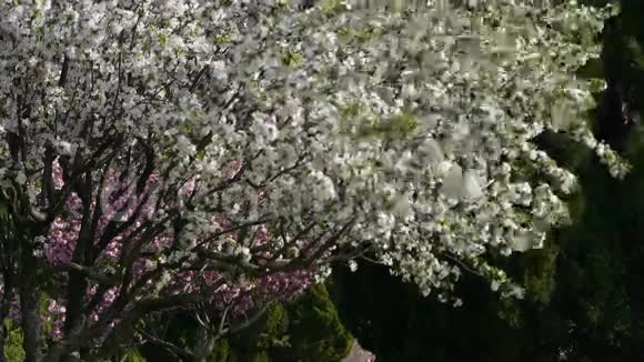 花瓣飘落美丽的樱花在风中颤抖松树视频的预览图