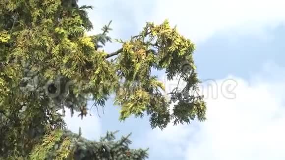 夏天的松树视频的预览图