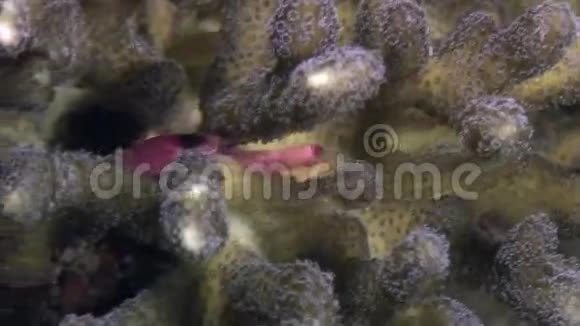 蟹在海底蒙面在菲律宾海洋寻找食物视频的预览图