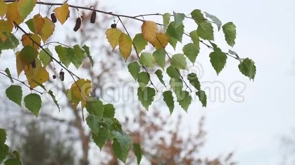 白桦树黄叶挂在树枝上在灰色的秋天自然景观上视频的预览图