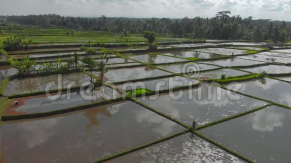 一群农民在一片充满水的大田上种植水稻前往巴厘岛视频的预览图