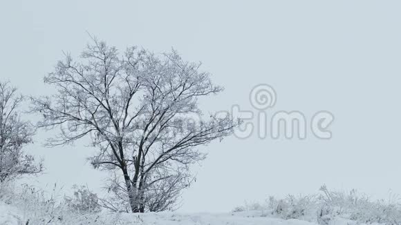 寂寞的树站在美丽的冬天雪天冻枝视频的预览图