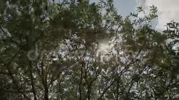 阳光透过松树的枝叶照耀着太阳阳光透过木叶在运动太阳视频的预览图