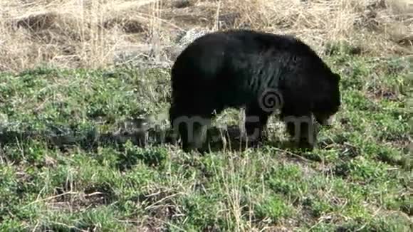 一只大黑熊在育空地区视频的预览图