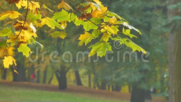 秋天色彩鲜艳的枝干在秋天公园的背景上有明亮的叶子视频的预览图
