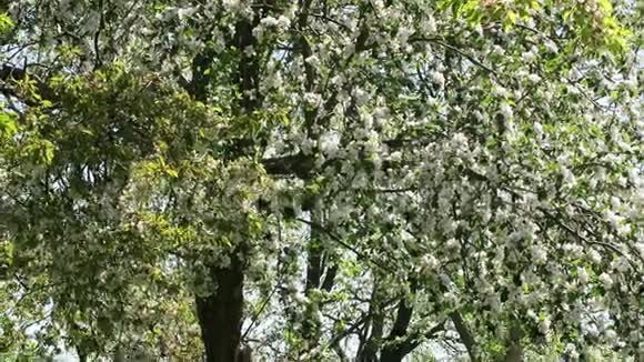 春天苹果树在阳光下开花视频的预览图