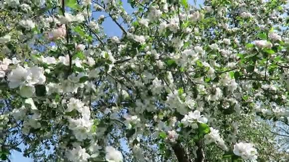 春天苹果树在阳光下开花视频的预览图