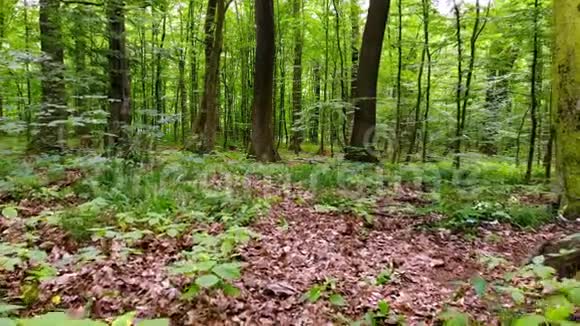 镜头在森林中移动视频的预览图