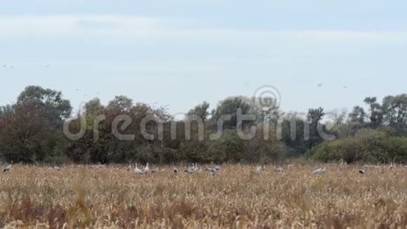 德国勃兰登堡莱茵卢赫地区的一片草地上一群鹤鸟在觅食秋鸟迁徙视频的预览图
