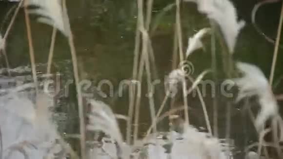 河流在风中芦苇摇动荒野倒影朦胧的风格视频的预览图