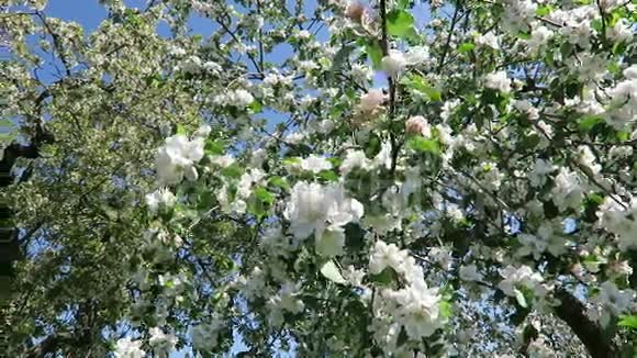 春天苹果树在阳光下开花视频的预览图