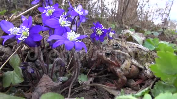 春季常见蛙属假蛙视频的预览图