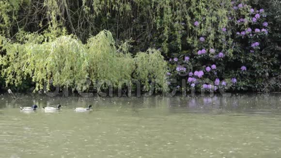 马拉德鸭子游过来后面有植物和杜鹃视频的预览图