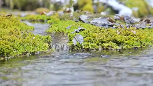 特写慢动作的梯级溪流被绿色石化的苔藓包围高山水体中矿物含量高视频的预览图