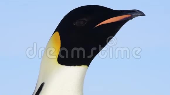 企鹅皇帝在南极洲附近视频的预览图
