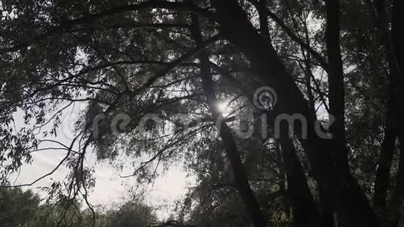 在松林中阳光透过树枝和树叶照耀着太阳阳光透过木叶运动太阳视频的预览图