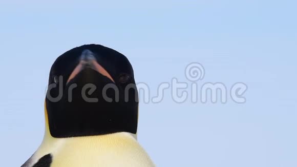 企鹅皇帝在南极洲附近视频的预览图