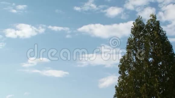 在蓝天和云彩的框架树上视频的预览图