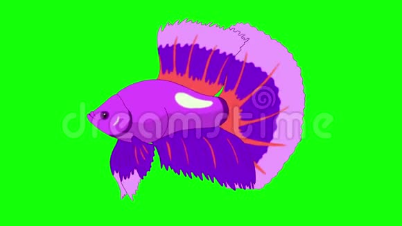 大紫水族馆球鱼染色关键环视频的预览图