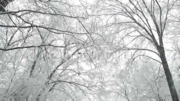 冬季树木覆盖在雪跟踪镜头视频的预览图