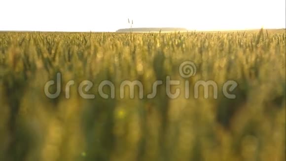 春天大麦的绿穗视频的预览图