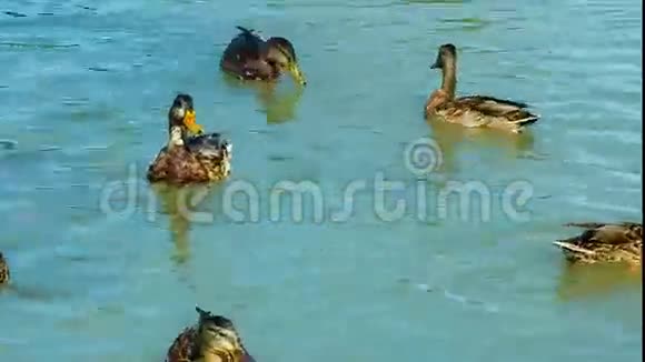 马拉德鸭子和德雷克在湖里游泳他们吃面包视频的预览图