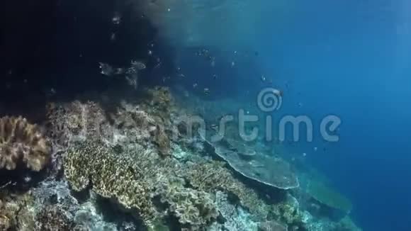 拉贾安帕特浅坡带振动珊瑚礁视频的预览图
