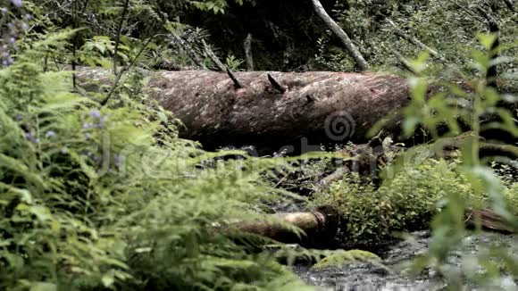 一棵大胆的树木躺在河边的森林里视频的预览图