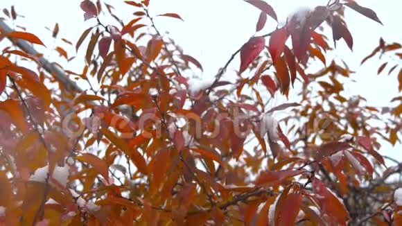 十一月初雪上绿叶初冬很漂亮的背景视频的预览图
