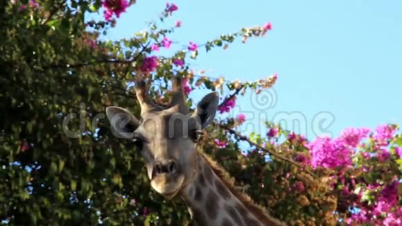 长颈鹿在一种植物下咀嚼视频的预览图