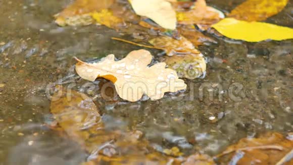 秋天飘在水面上的枫叶特写视频的预览图