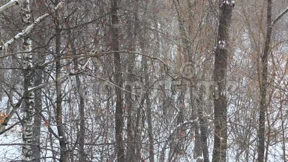 冬天的树林里下着大雪视频的预览图