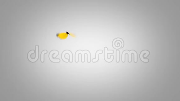 尤丽玛布伦达黄蝶飞在蓝屏上两个美丽的三维动画第二只蝴蝶飞得不那么快视频的预览图
