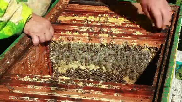 养蜂人收集蜂蜜视频的预览图