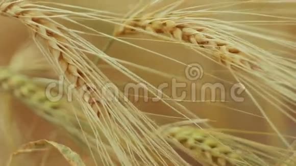 一种孤立的熟麦草在风中摇摆的特写镜头青铜器视频的预览图