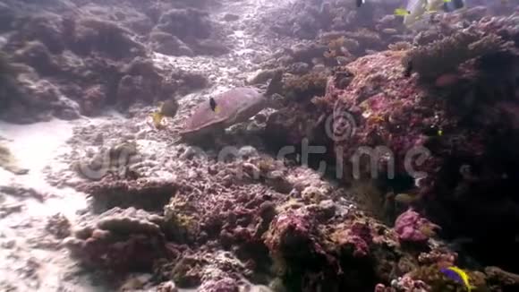 在马尔代夫干净清澈的海底海龟吃珊瑚视频的预览图