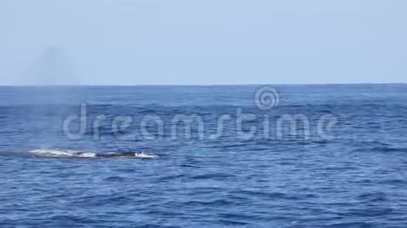 蓝色海面上巨大的驼背鲸视频的预览图