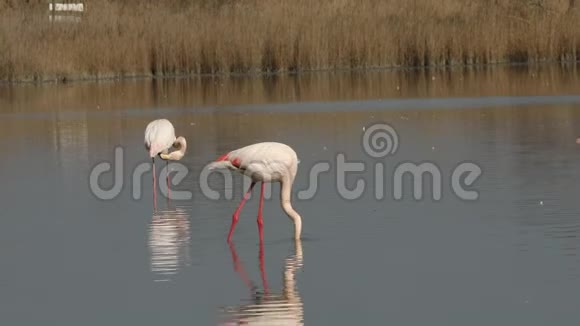 湖上的粉红色火烈鸟腓尼基翅目鸟池塘里美丽的白色粉红鸟环境中的水鸟卡玛格弗兰视频的预览图
