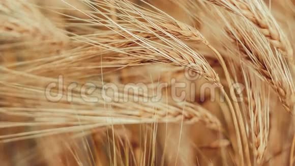 孤立熟麦草迎风摇摆的特写镜头视频的预览图