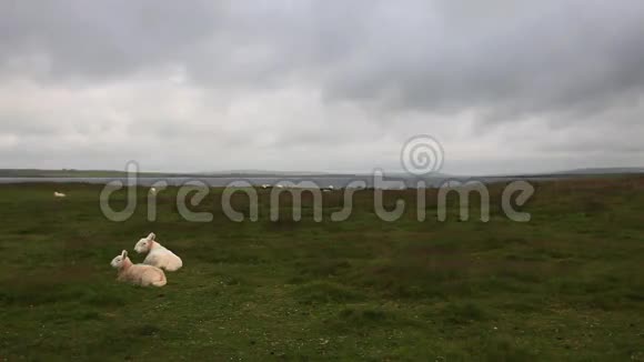 苏格兰奥克尼的羊对视频的预览图