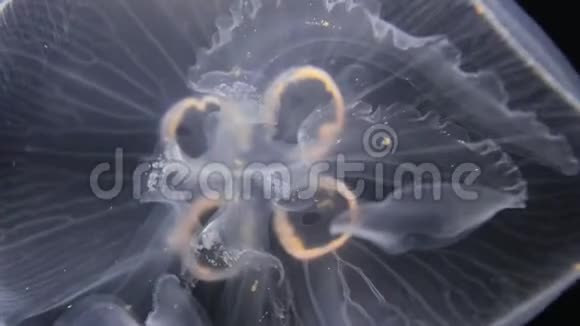 水母漂流背景视频的预览图